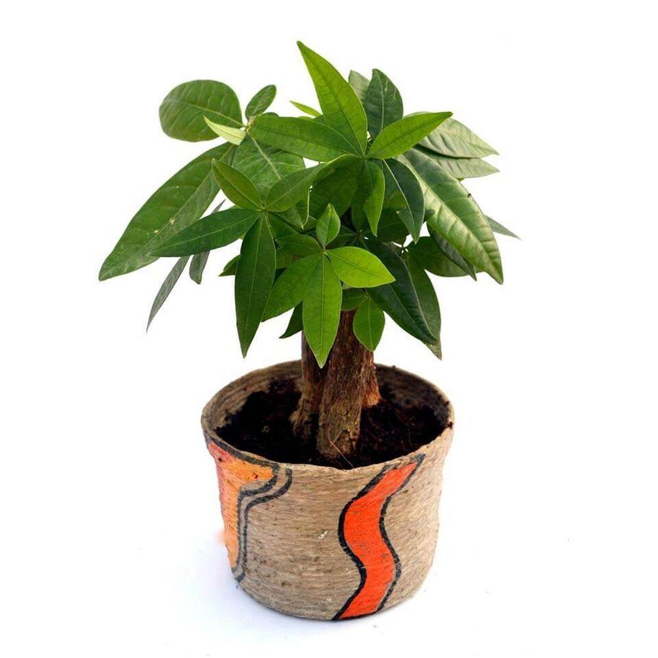 Nurturing Green Jute 3-in-1 Money Tree Plant
