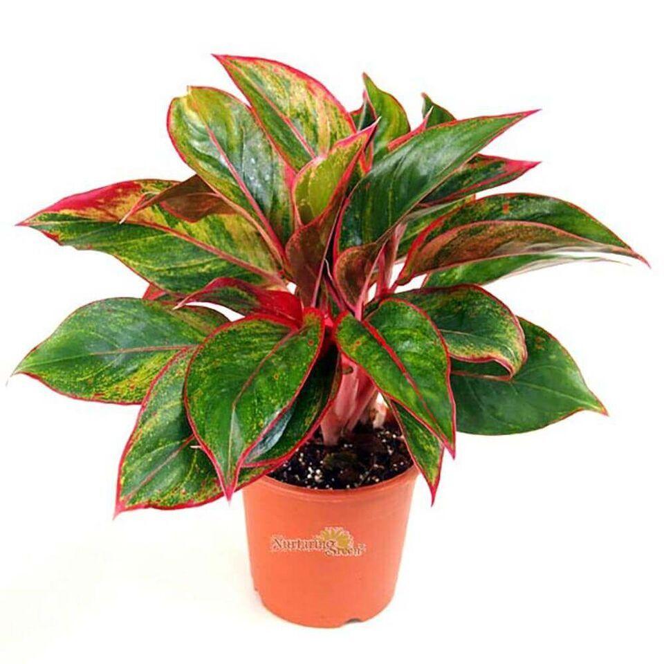 Sassy Red Aglaonema Plant