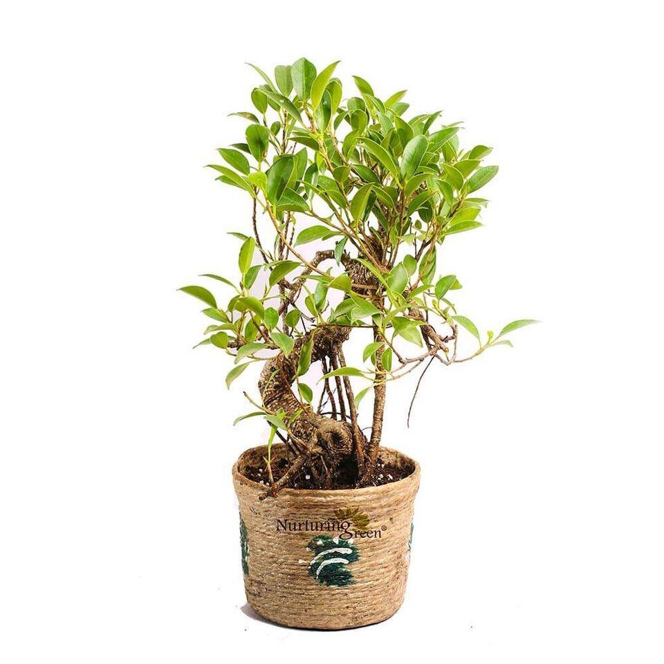 Nurturing Green Caramel 5 Years Old S-Shaped Ficus Bonsai Plant