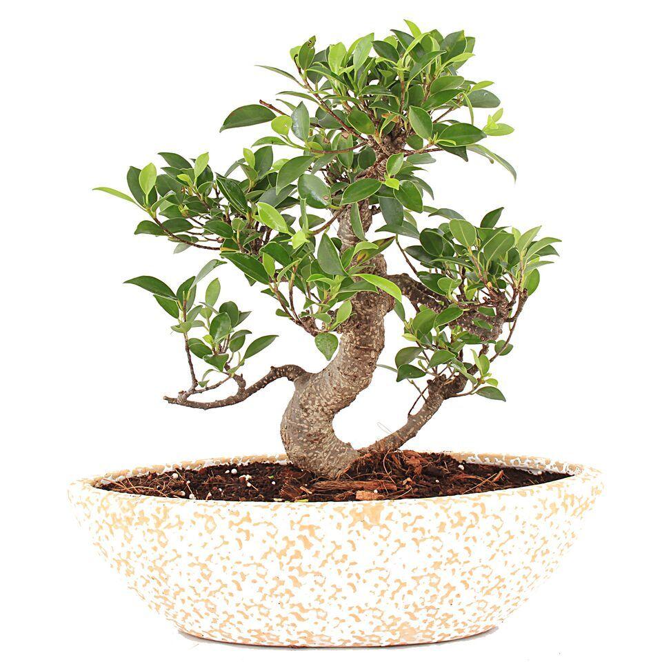 Nurturing Green Artists Delight - 5 year S-Shaped Ficus Bonsai Plant