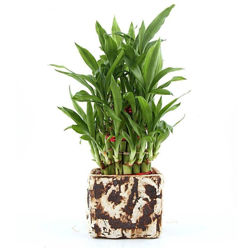 Charming Lucky Bamboo Plant Brown
