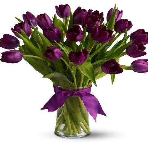 Elegant Wishes Tulip Flower