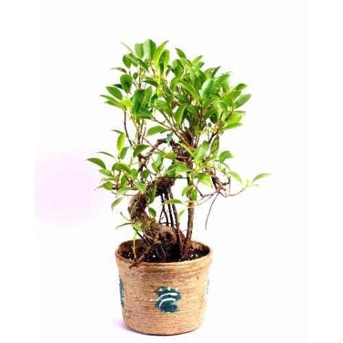 S Shape Ficus 3 Years Old Plant