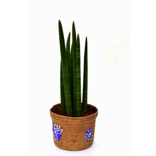 Sansevieria Small Plant with Jute Pot