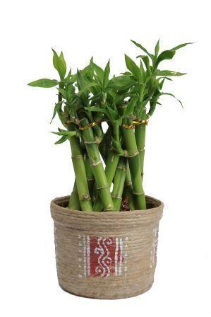 Nurturing Green Bamboo Cage Small Plant