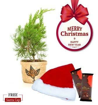 Nurturing Green English Pine Christmas Combo with Free Santa Cap Plant