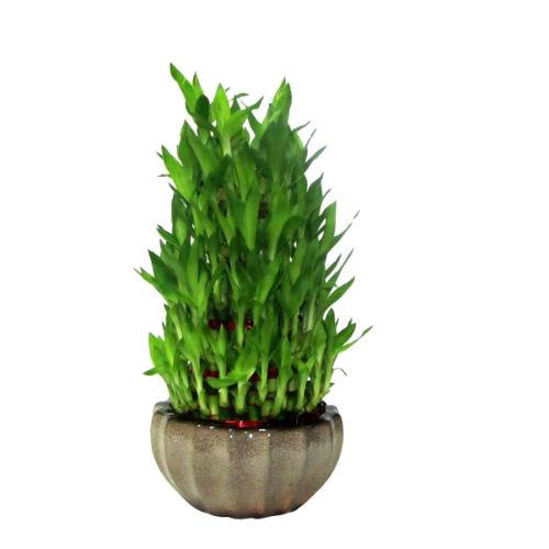 Lucky Bamboo 4 Layer Plant