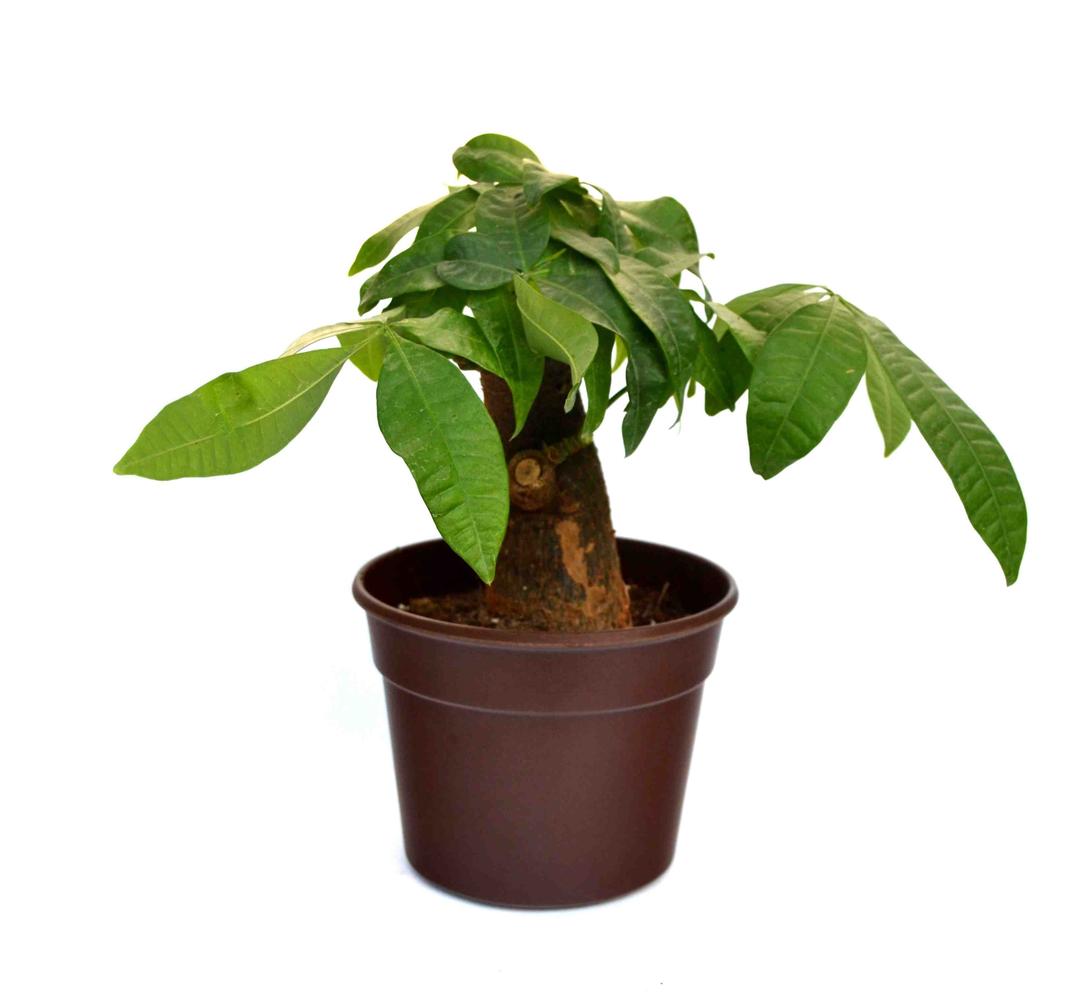 Money Tree Plant Single Dark Brown Fibre Pot