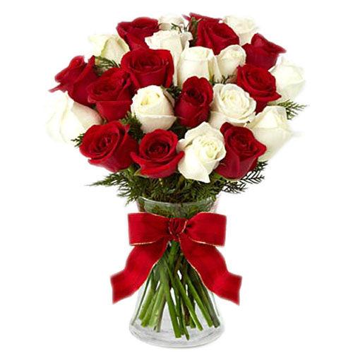 Enchanting Red & White Roses Flower