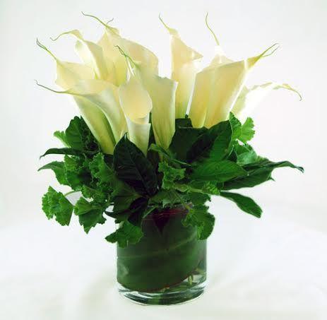 White Calla Lilies Exotic Flower
