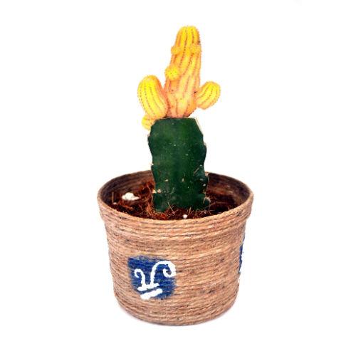 Yellow Cactus Plant