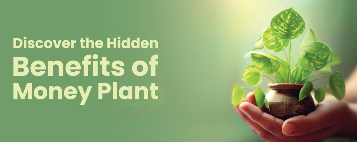 13 Amazing Benefits of Money Plants (Care Guide Included)