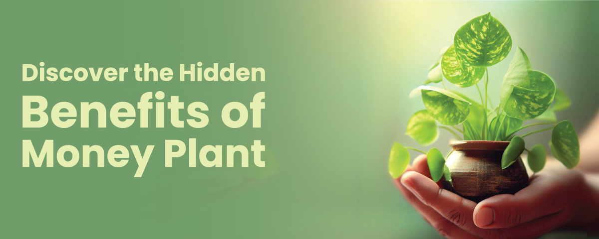 Benefits of Money Plants