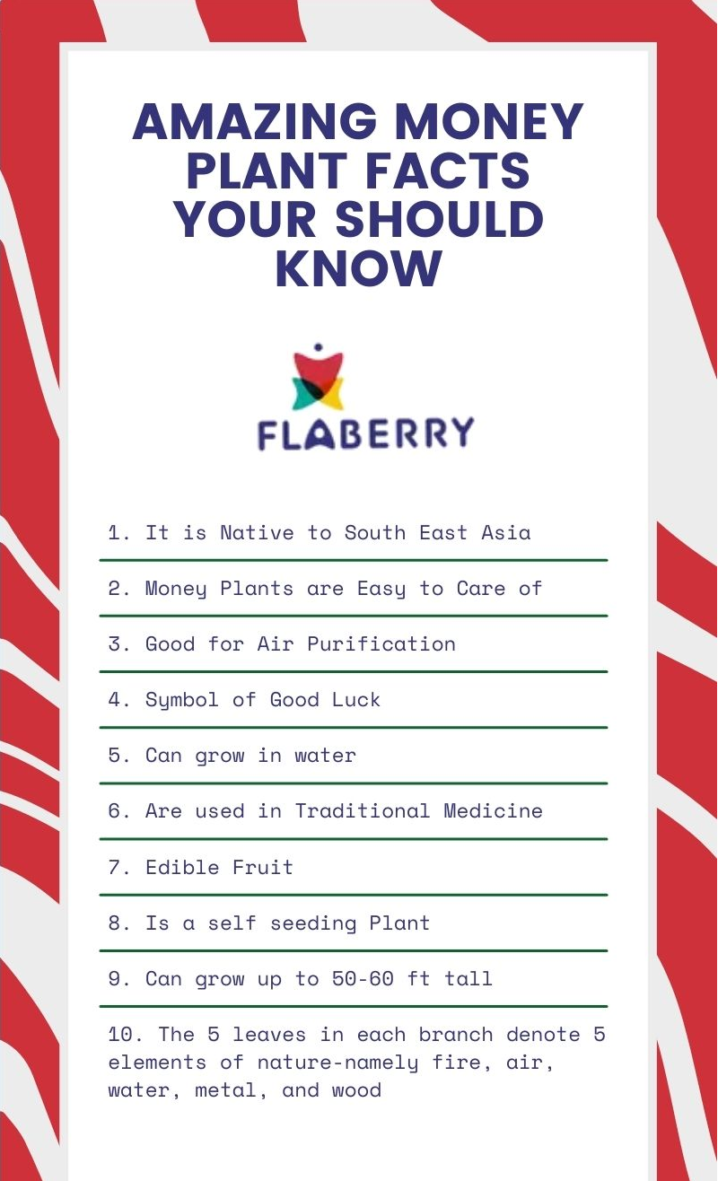 14 Fascinating Facts About the Money Plant Flaberry Blog