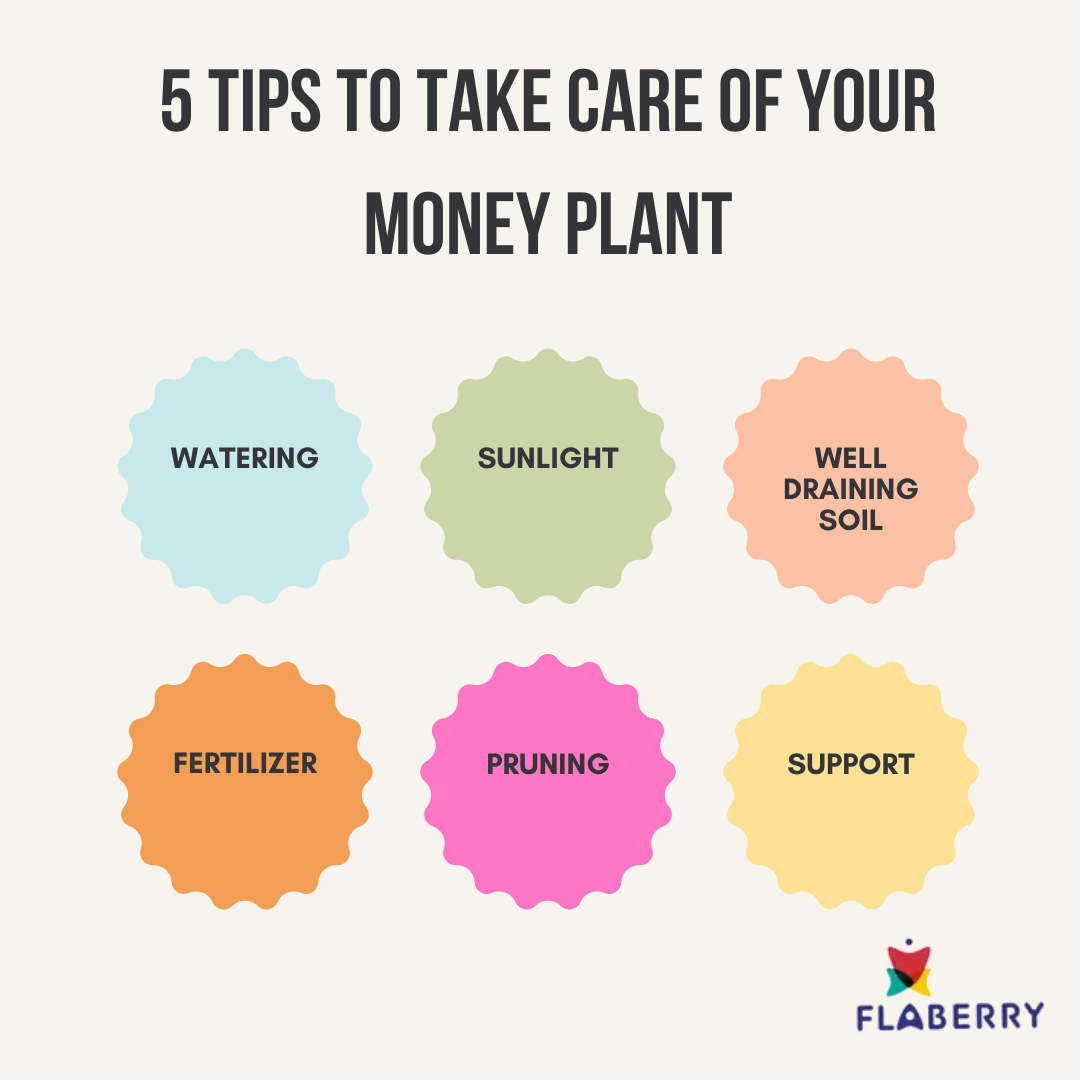 tips to take care of money plant