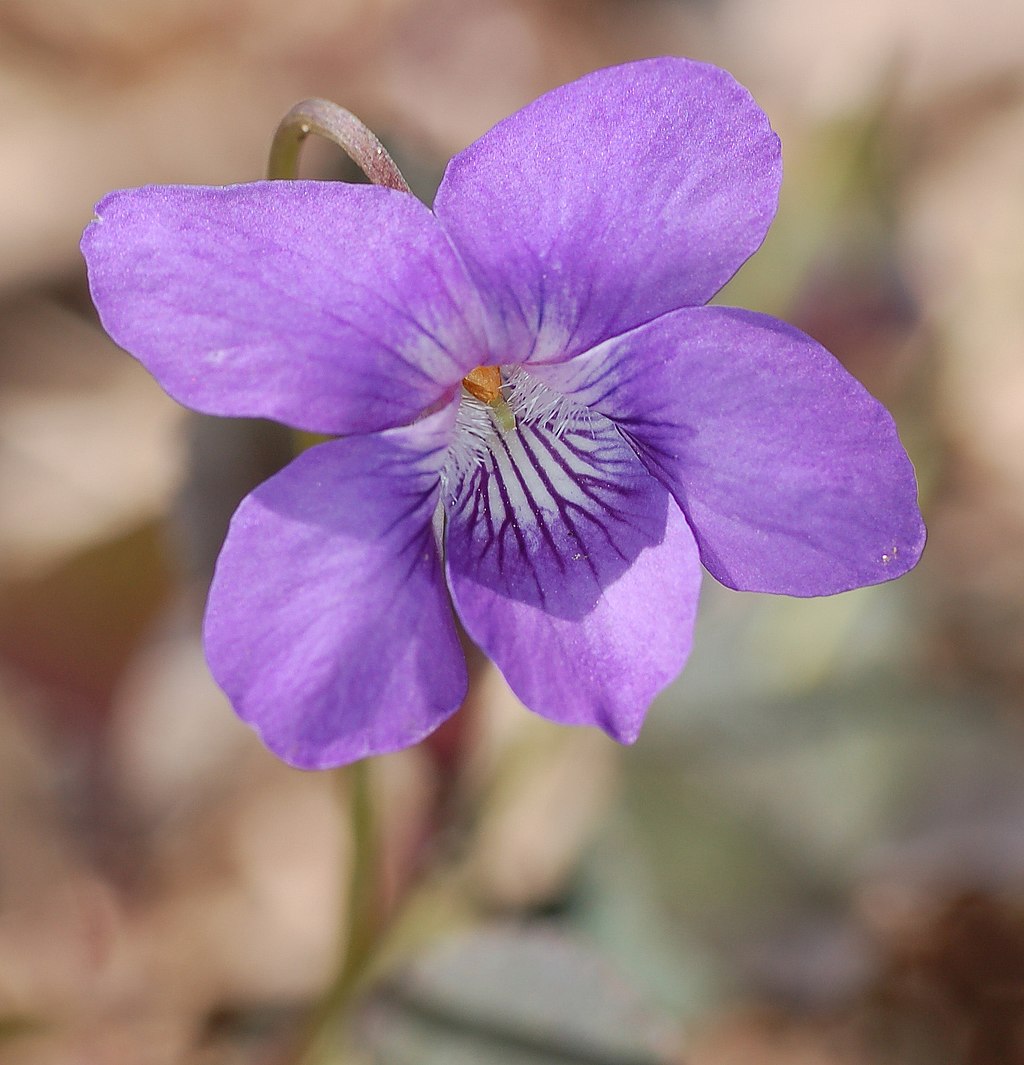 Viola Flower