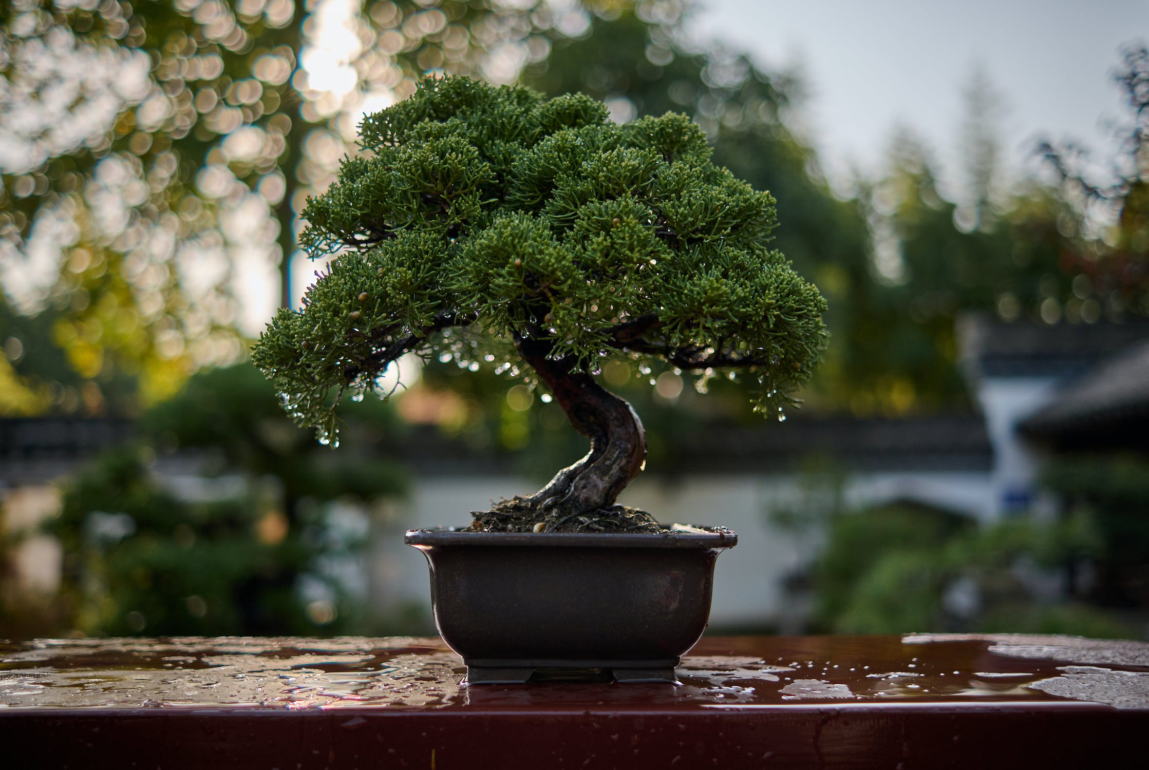 How to Take Care of Bonsai Plants?