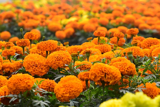 20 Summer Flowering Plants in India to Bring Home