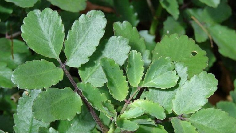 3 Incredible Health Benefits of Patharchatta Plant