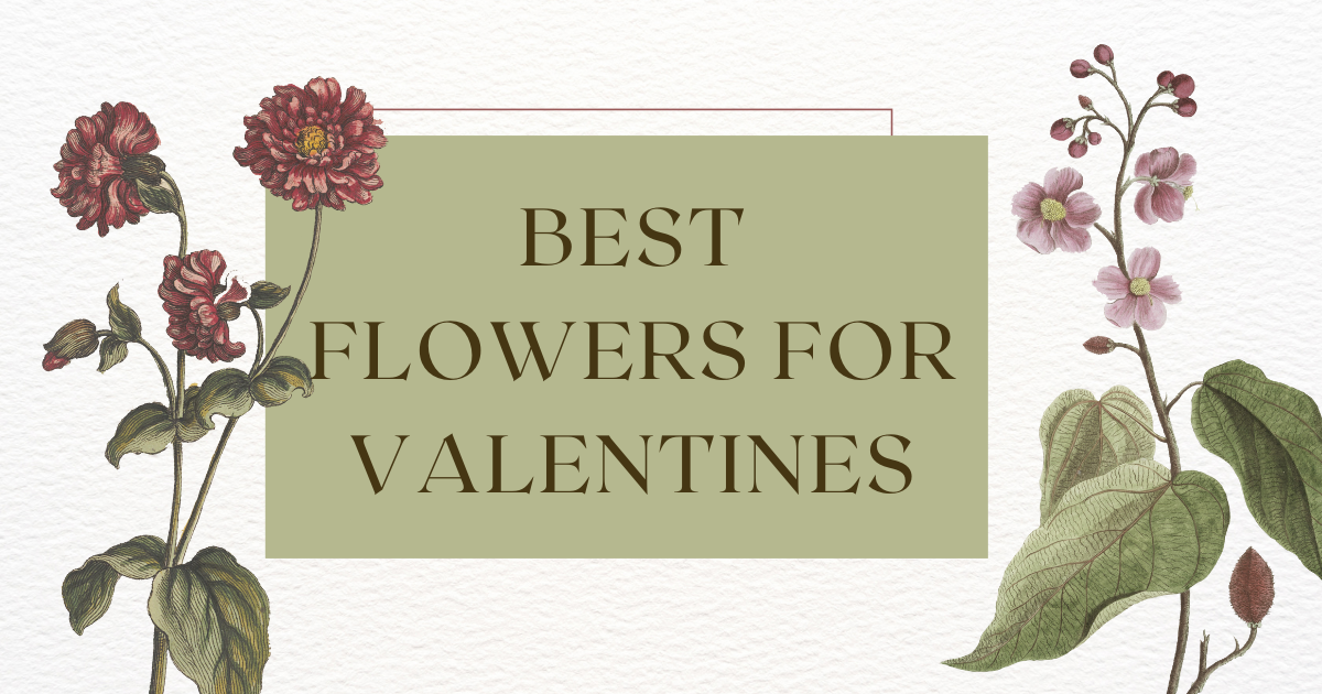 best flowers for valentines